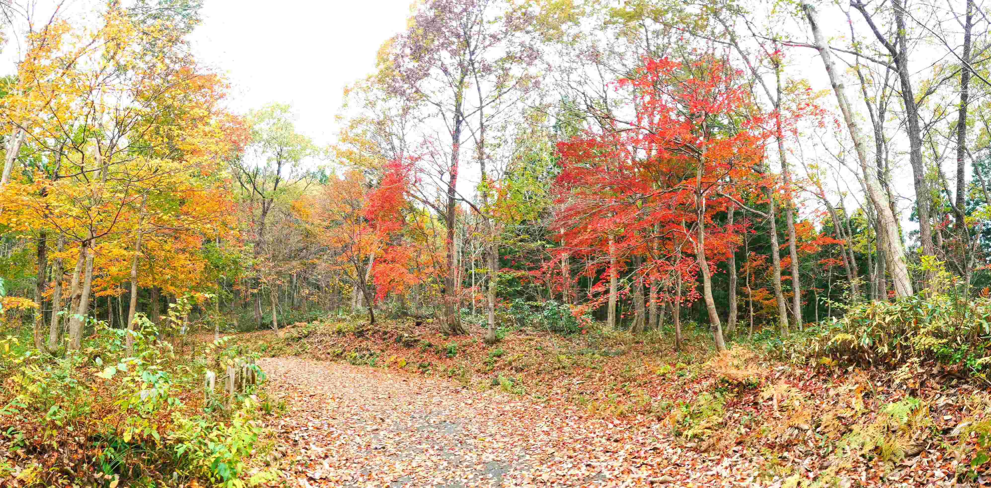  菱ヶ岳登山道入口の紅葉
